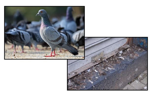 pigeon image